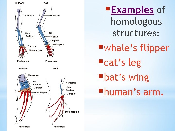 §Examples of homologous structures: §whale’s flipper §cat’s leg §bat’s wing §human’s arm. 