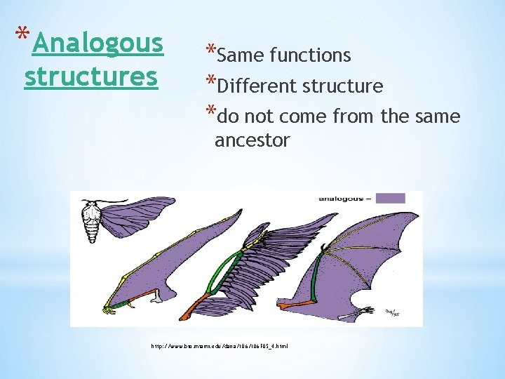 *Analogous structures *Same functions *Different structure *do not come from the same ancestor http:
