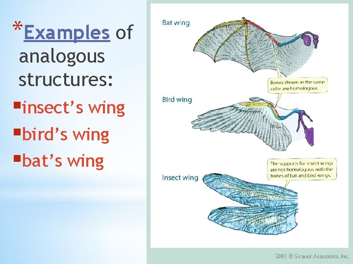 *Examples of analogous structures: §insect’s wing §bird’s wing §bat’s wing 