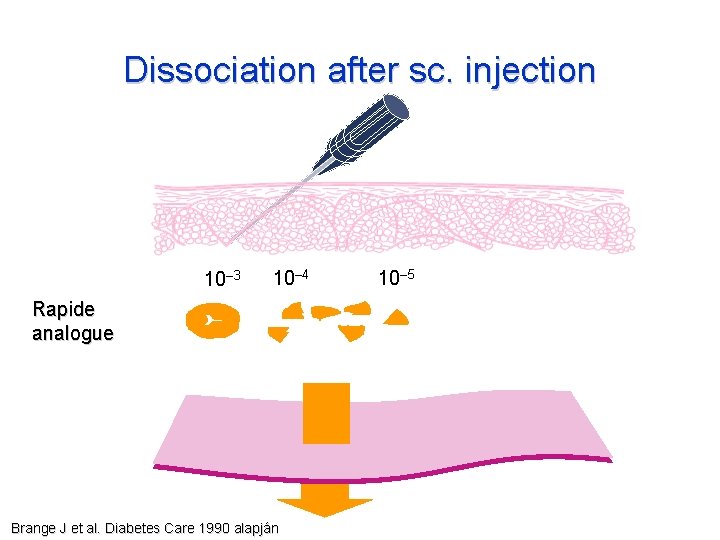 Dissociation after sc. injection 10– 3 10– 4 Rapide analogue Brange J et al.
