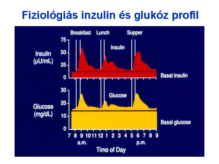 Fiziológiás inzulin és glukóz profil 