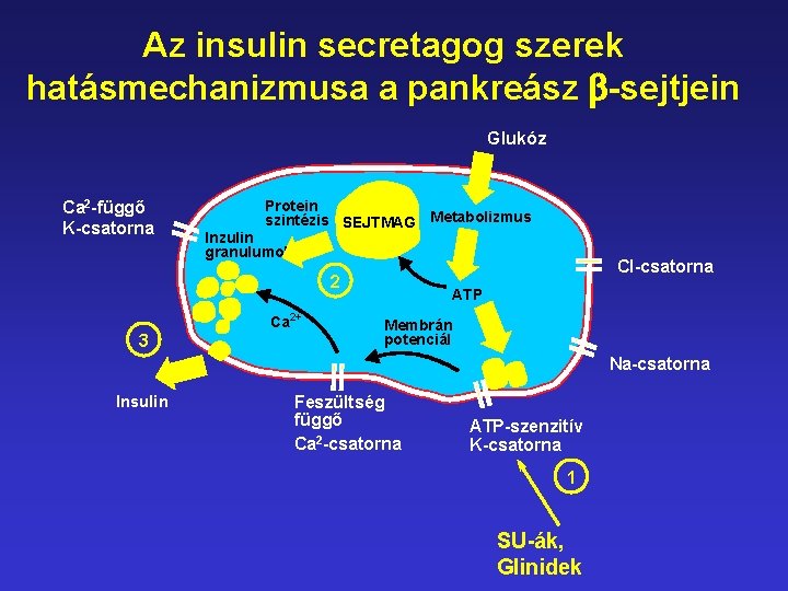 Az insulin secretagog szerek hatásmechanizmusa a pankreász b-sejtjein Glukóz Ca 2 -függő K-csatorna Protein