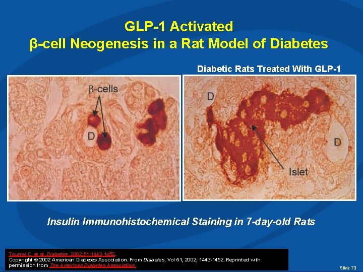 GLP-1 Activated β-cell Neogenesis in a Rat Model of Diabetes Diabetic Rats Treated With