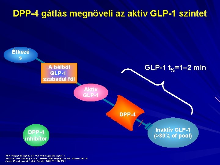 DPP-4 gátlás megnöveli az aktív GLP-1 szintet Étkezé s GLP-1 t½=1– 2 min A