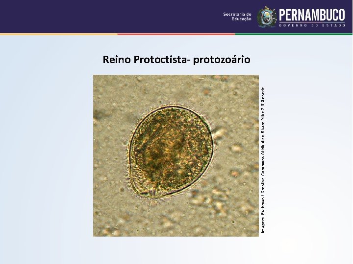 Imagem: Euthman / Creative Commons Attribution-Share Alike 2. 5 Generic Reino Protoctista- protozoário 