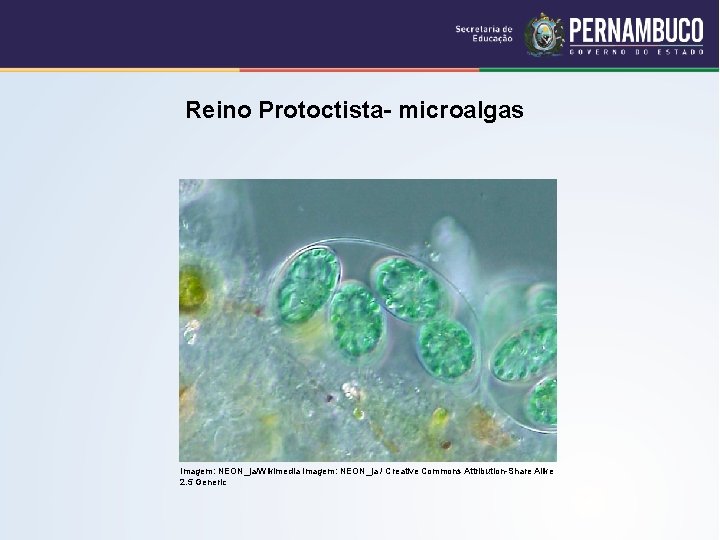 Reino Protoctista- microalgas Imagem: NEON_ja/Wikimedia Imagem: NEON_ja / Creative Commons Attribution-Share Alike 2. 5
