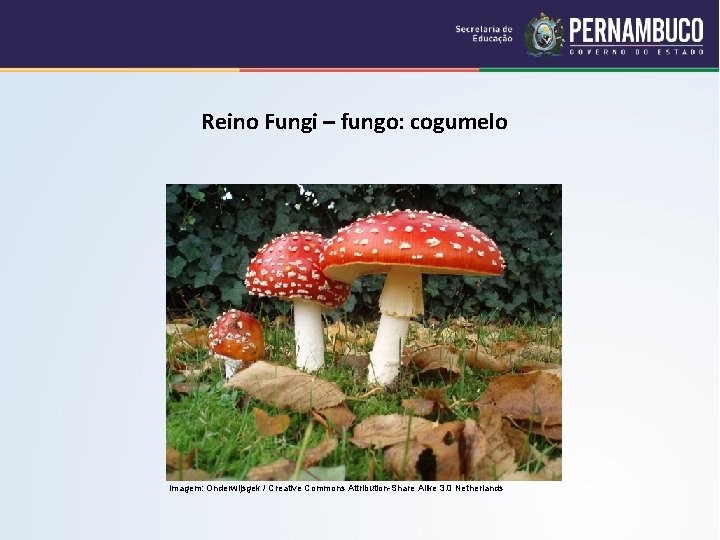 Reino Fungi – fungo: cogumelo Imagem: Onderwijsgek / Creative Commons Attribution-Share Alike 3. 0