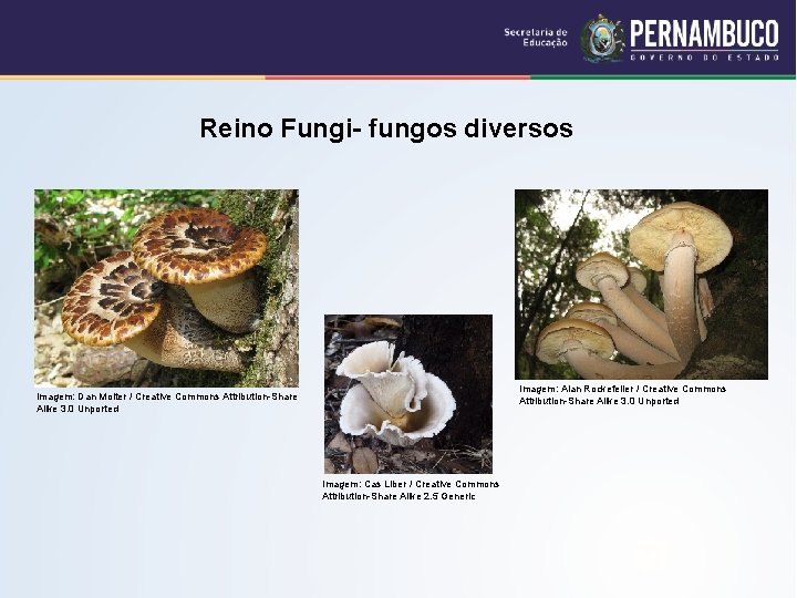 Reino Fungi- fungos diversos Imagem: Alan Rockefeller / Creative Commons Attribution-Share Alike 3. 0