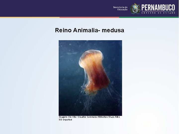 Reino Animalia- medusa Imagem: Ole Kils / Creative Commons Attribution-Share Alike 3. 0 Unported