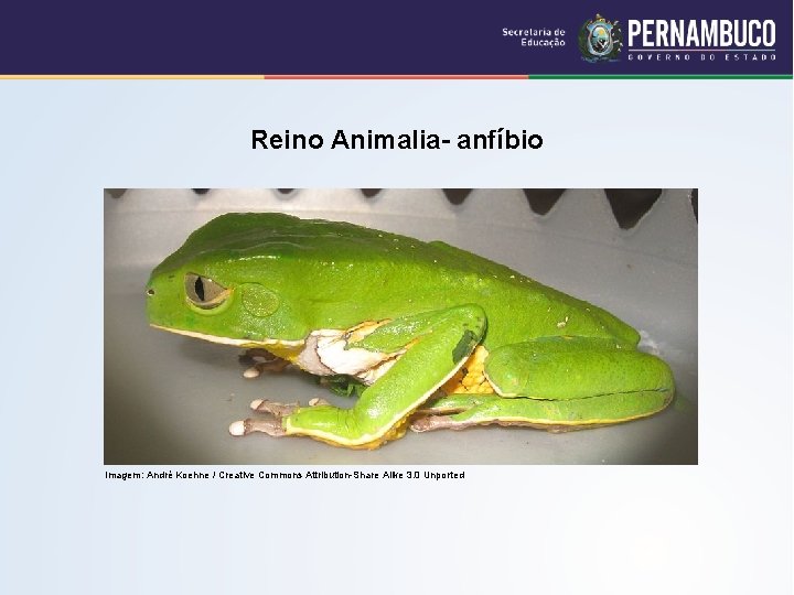 Reino Animalia- anfíbio Imagem: André Koehne / Creative Commons Attribution-Share Alike 3. 0 Unported