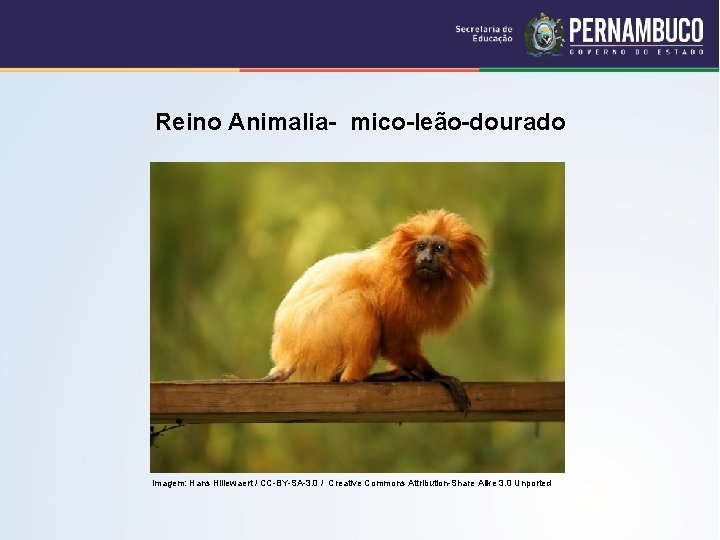 Reino Animalia- mico-leão-dourado Imagem: Hans Hillewaert / CC-BY-SA-3. 0 / Creative Commons Attribution-Share Alike