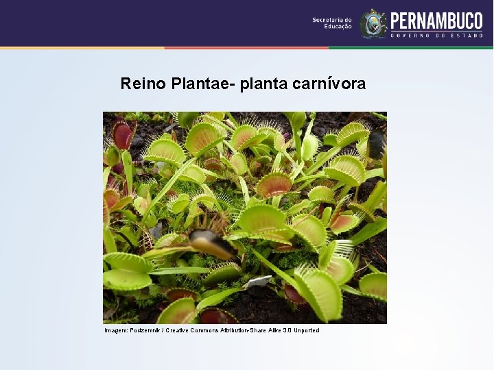 Reino Plantae- planta carnívora Imagem: Podzemnik / Creative Commons Attribution-Share Alike 3. 0 Unported