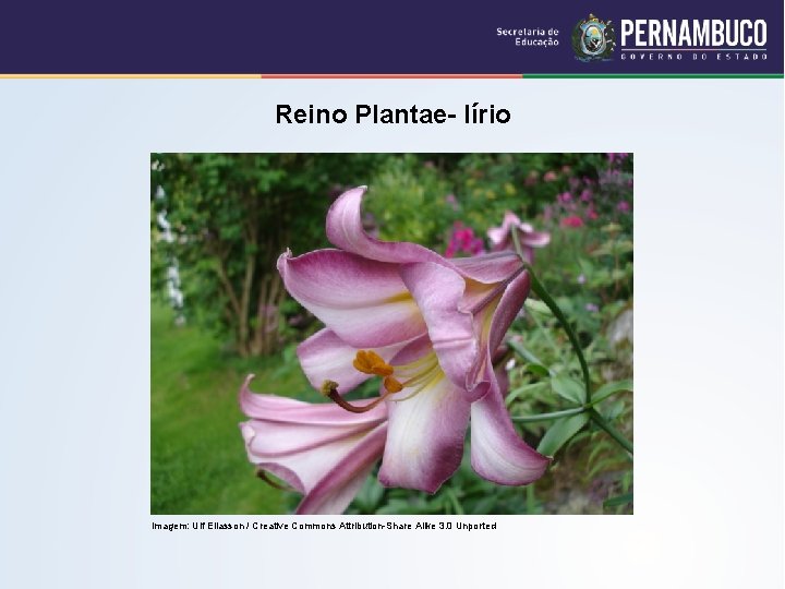 Reino Plantae- lírio Imagem: Ulf Eliasson / Creative Commons Attribution-Share Alike 3. 0 Unported