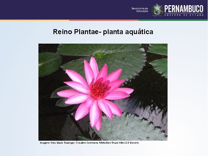 Reino Plantae- planta aquática Imagem: Kleo Marlo Sialongo / Creative Commons Attribution-Share Alike 2.