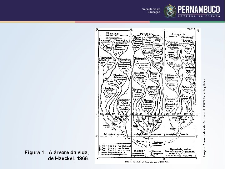 Imagem: A árvore da vida, de Haeckel, 1866 / Domínio público Figura 1 -