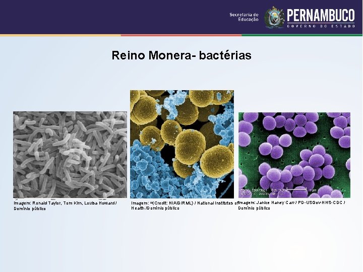 Reino Monera- bactérias Imagem: Ronald Taylor, Tom Kirn, Louisa Howard / Domínio público Imagem: