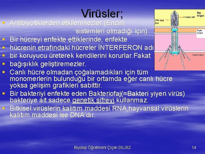 Virüsler; § Antibiyotiklerden etkilenmezler. (Enzim sistemleri olmadığı için) § Bir hücreyi enfekte ettiklerinde, enfekte