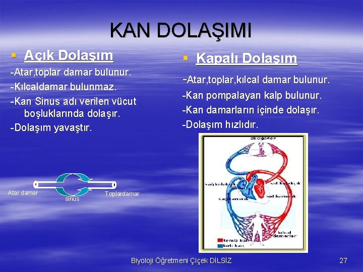 KAN DOLAŞIMI § Açık Dolaşım -Atar, toplar damar bulunur. -Kılcaldamar bulunmaz. -Kan Sinus adı