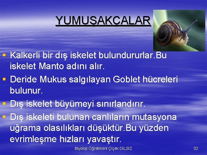 YUMUŞAKÇALAR § Kalkerli bir dış iskelet bulundururlar. Bu iskelet Manto adını alır. § Deride