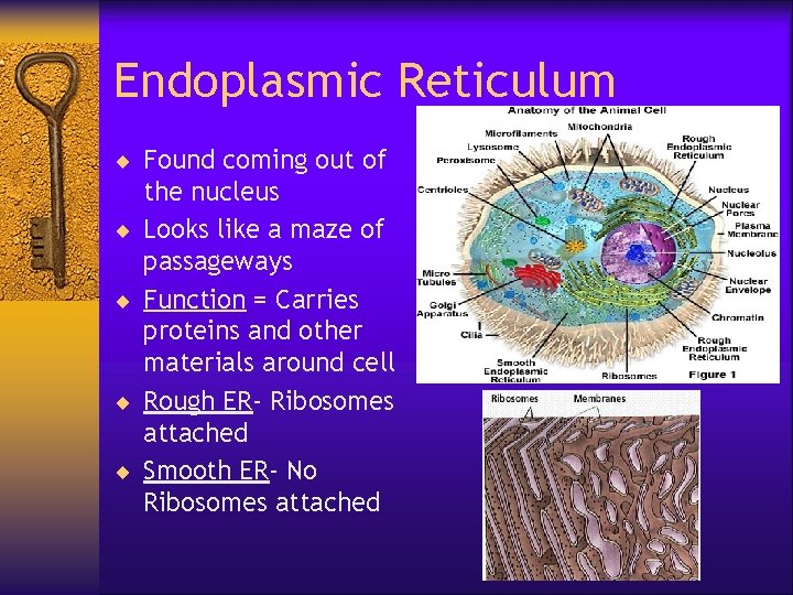 Endoplasmic Reticulum ¨ Found coming out of ¨ ¨ the nucleus Looks like a