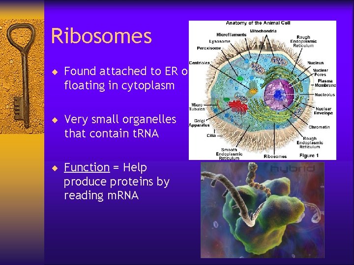 Ribosomes ¨ Found attached to ER or floating in cytoplasm ¨ Very small organelles