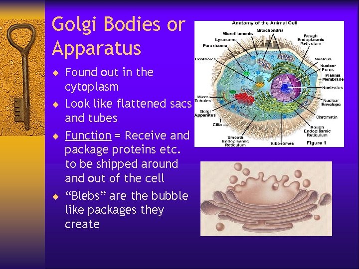 Golgi Bodies or Apparatus ¨ Found out in the cytoplasm ¨ Look like flattened