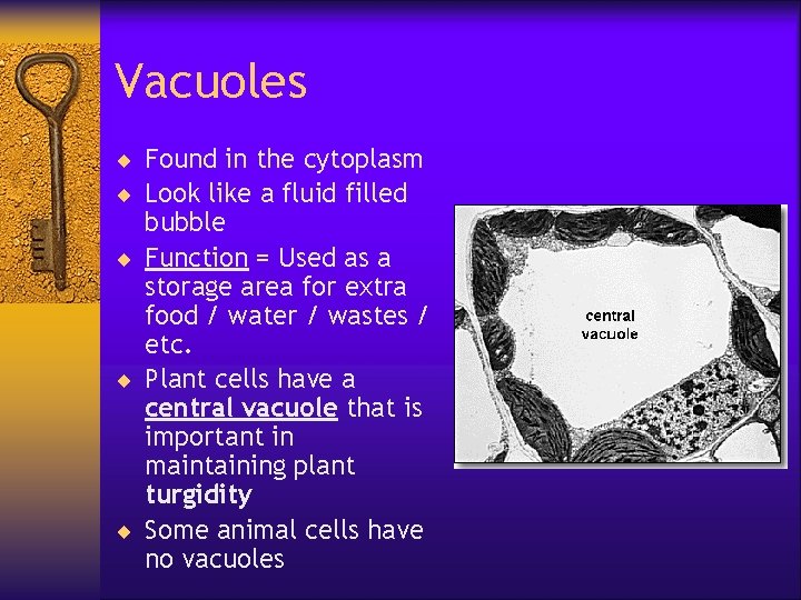 Vacuoles ¨ Found in the cytoplasm ¨ Look like a fluid filled bubble ¨