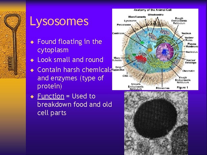 Lysosomes ¨ Found floating in the cytoplasm ¨ Look small and round ¨ Contain