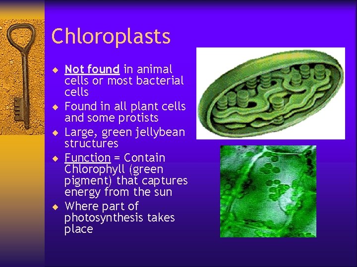 Chloroplasts ¨ Not found in animal ¨ ¨ cells or most bacterial cells Found