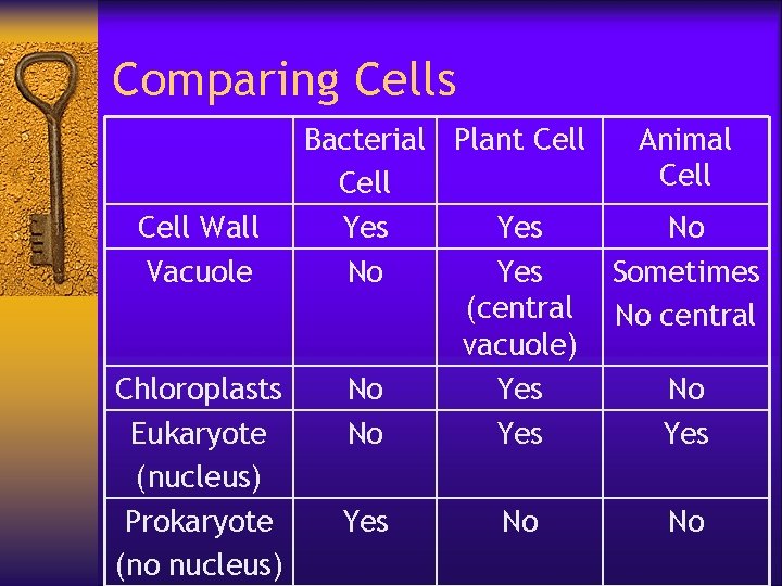 Comparing Cells Bacterial Plant Cell Animal Cell Wall Yes No Vacuole No Yes Sometimes