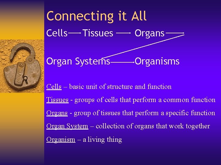 Connecting it All Cells Tissues Organ Systems Organisms Cells – basic unit of structure