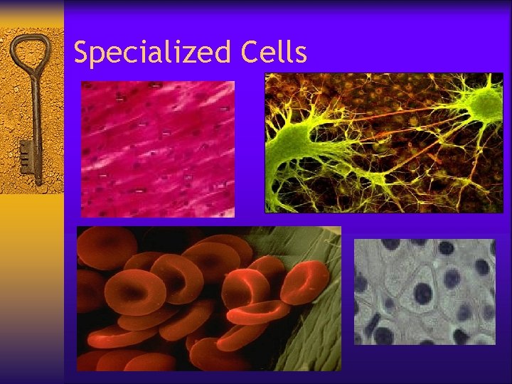 Specialized Cells 