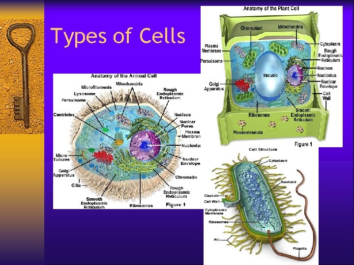 Types of Cells 