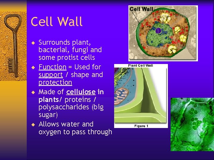Cell Wall ¨ Surrounds plant, bacterial, fungi and some protist cells ¨ Function =