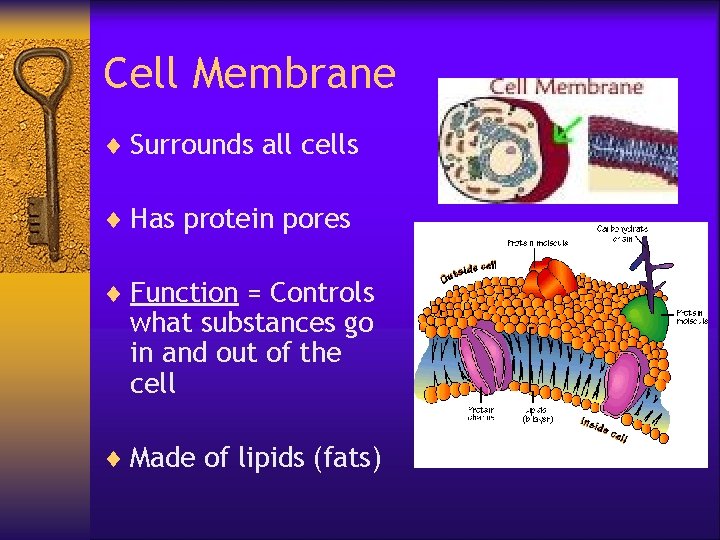 Cell Membrane ¨ Surrounds all cells ¨ Has protein pores ¨ Function = Controls