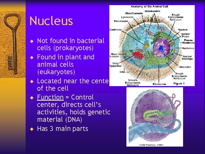 Nucleus ¨ Not found in bacterial ¨ ¨ cells (prokaryotes) Found in plant and