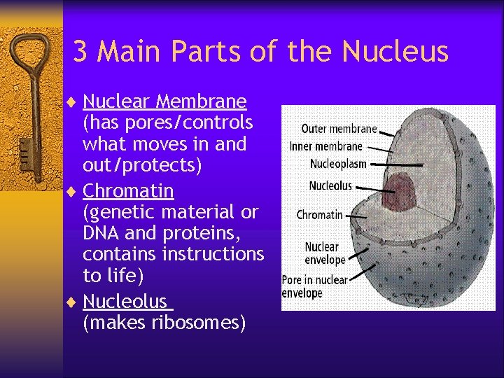 3 Main Parts of the Nucleus ¨ Nuclear Membrane (has pores/controls what moves in