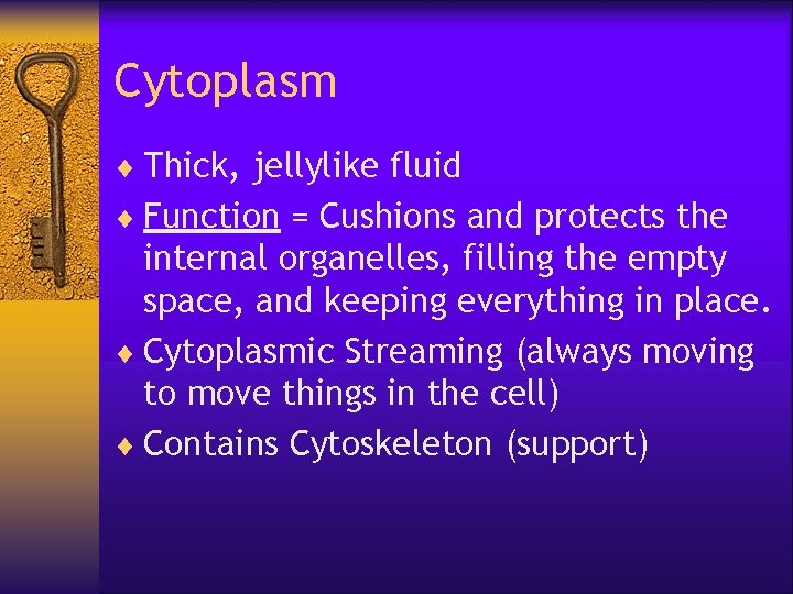 Cytoplasm ¨ Thick, jellylike fluid ¨ Function = Cushions and protects the internal organelles,
