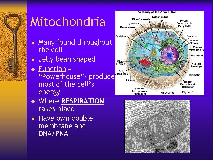 Mitochondria ¨ Many found throughout ¨ ¨ the cell Jelly bean shaped Function =