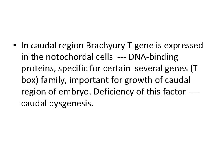  • In caudal region Brachyury T gene is expressed in the notochordal cells