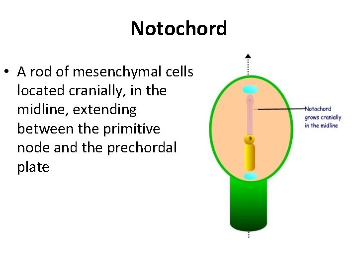 Notochord • A rod of mesenchymal cells located cranially, in the midline, extending between