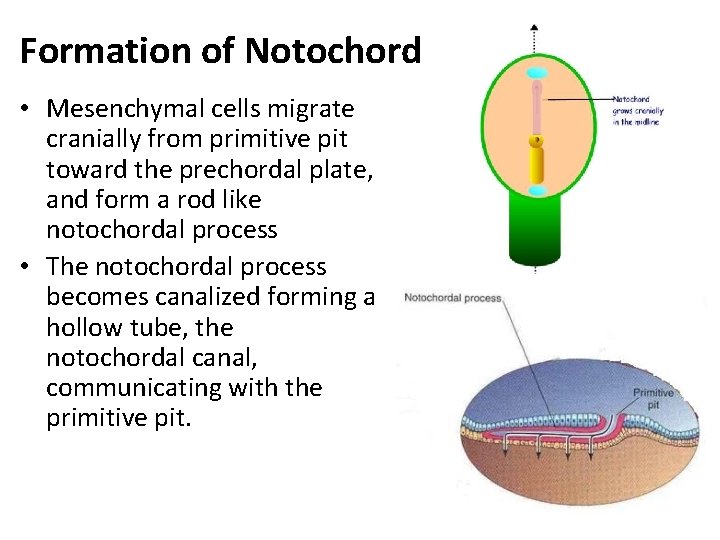 Formation of Notochord • Mesenchymal cells migrate cranially from primitive pit toward the prechordal