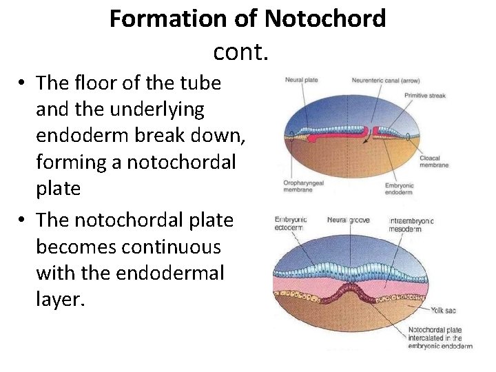 Formation of Notochord cont. • The floor of the tube and the underlying endoderm