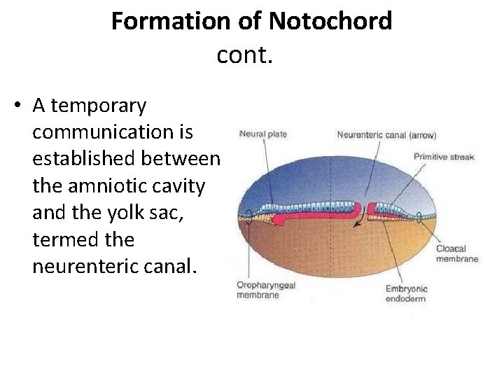 Formation of Notochord cont. • A temporary communication is established between the amniotic cavity