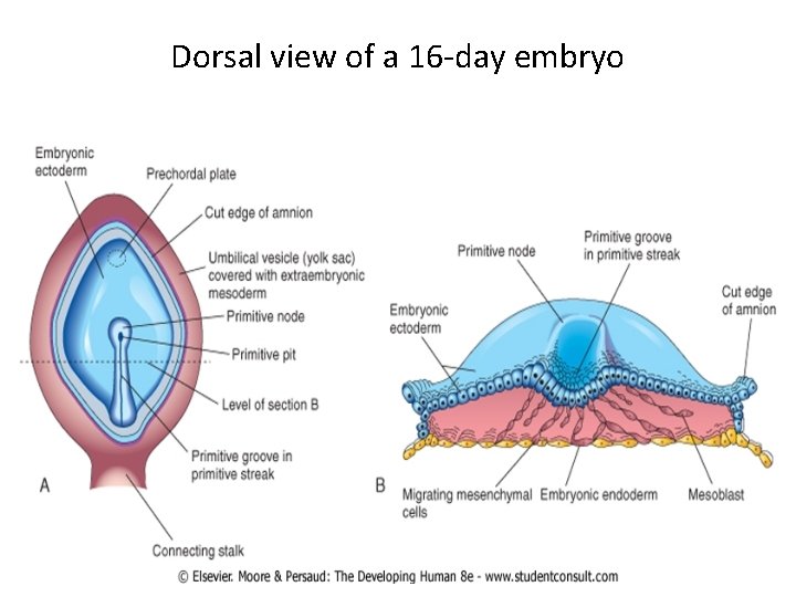 Dorsal view of a 16 -day embryo 