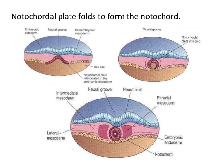 Notochordal plate folds to form the notochord. 