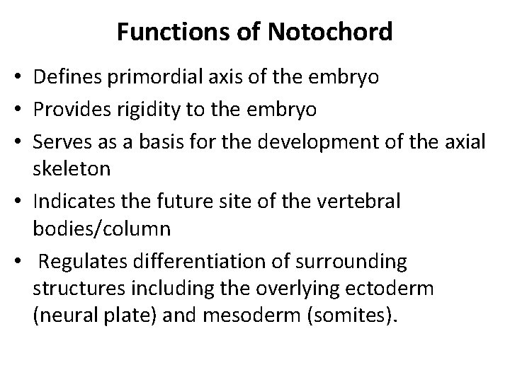 Functions of Notochord • Defines primordial axis of the embryo • Provides rigidity to