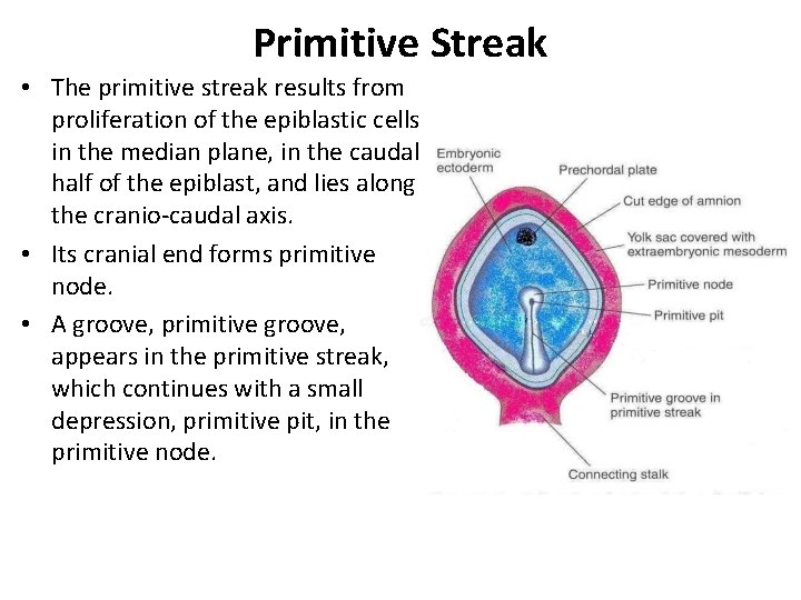 Primitive Streak • The primitive streak results from proliferation of the epiblastic cells in