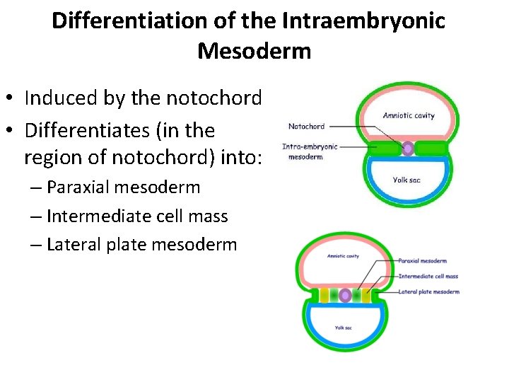 Differentiation of the Intraembryonic Mesoderm • Induced by the notochord • Differentiates (in the