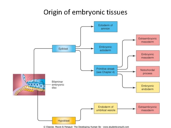 Origin of embryonic tissues 